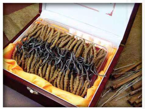 和布克赛尔冬虫夏草回收